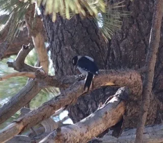 Photo 8/13 of Hairy Woodpecker (Dryobates villosus)
