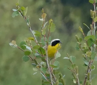 Photo 6/13 of Common Yellowthroat (Geothlypis trichas)