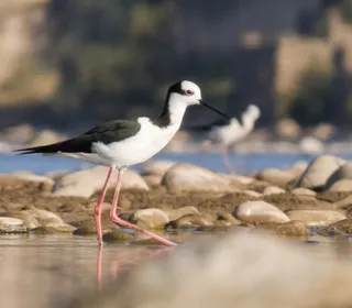 Photo 3/4 of Black-necked Stilt (Himantopus mexicanus)