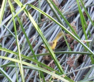 Photo 8/13 of Common Yellowthroat (Geothlypis trichas)