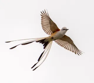 Photo 6/30 of Eastern Kingbird (Tyrannus tyrannus)
