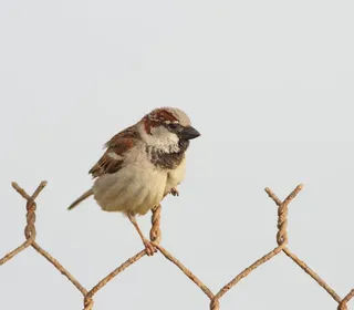 Photo 9/16 of House Sparrow (Passer domesticus)