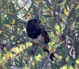 Photo 7/17 of Spotted Towhee (Pipilo maculatus)