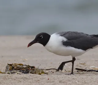 Photo 2/4 of Laughing Gull (Leucophaeus atricilla)