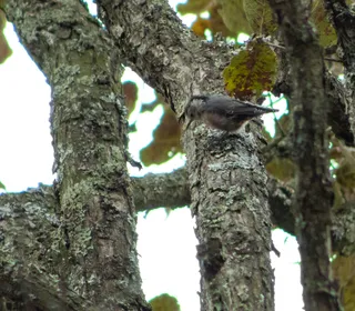 Photo 7/8 of White-breasted Nuthatch (Sitta carolinensis)