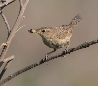 Photo 21/28 of Northern House Wren (Troglodytes aedon)