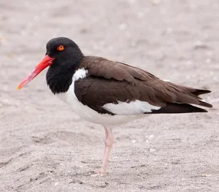 Photo 4/4 of American Oystercatcher (Haematopus palliatus)
