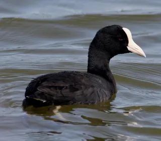 Photo 3/6 of American Coot (Fulica americana)