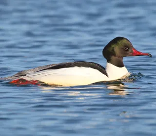 Photo 3/4 of Common Merganser (Mergus merganser)