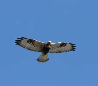 Photo 4/6 of Rough-legged Hawk (Buteo lagopus)