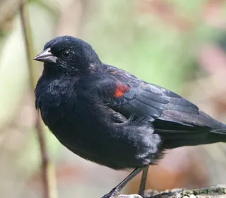 Photo 6/19 of Red-winged Blackbird (Agelaius phoeniceus)