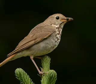 Photo 7/9 of Hermit Thrush (Catharus guttatus)