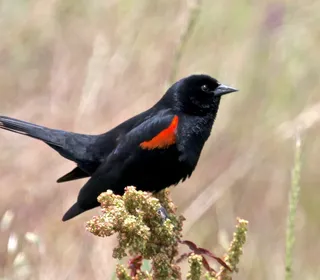 Photo 3/19 of Red-winged Blackbird (Agelaius phoeniceus)
