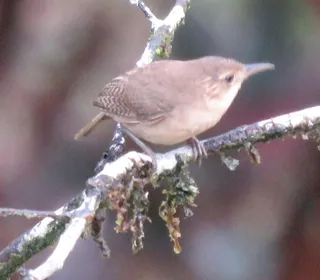 Photo 10/28 of Northern House Wren (Troglodytes aedon)