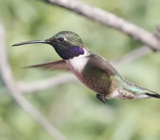 Photo 3/5 of Costa's Hummingbird (Calypte costae)