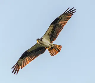 Photo 2/5 of Osprey (Pandion haliaetus)