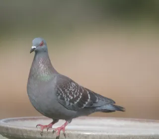 Photo 7/11 of Rock Pigeon (Columba livia)