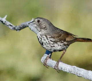 Photo 10/20 of Fox Sparrow (Passerella iliaca)
