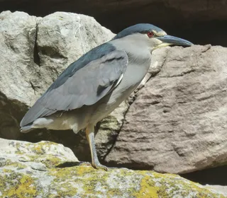 Photo 9/19 of Black-crowned Night Heron (Nycticorax nycticorax)