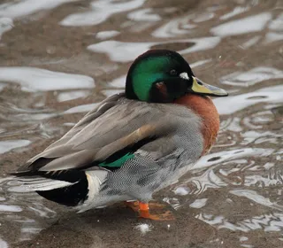 Photo 18/30 of Mallard (Anas platyrhynchos)