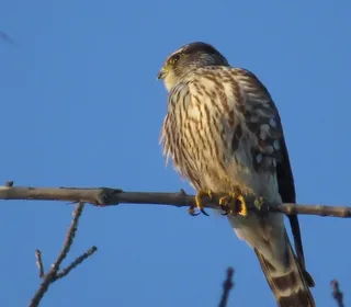 Photo 2/10 of Merlin (Falco columbarius)