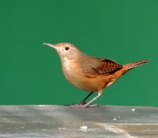 Photo 2/28 of Northern House Wren (Troglodytes aedon)