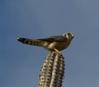 Photo 14/16 of American Kestrel (Falco sparverius)