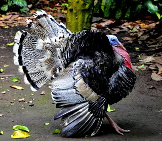 Photo 8/8 of Wild Turkey (Meleagris gallopavo)