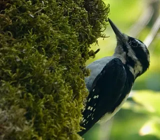 Photo 4/13 of Hairy Woodpecker (Dryobates villosus)