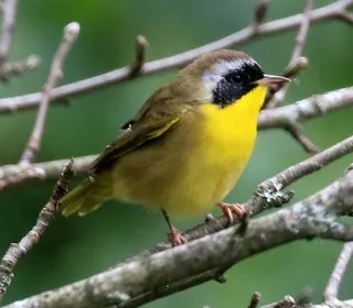 Photo 3/13 of Common Yellowthroat (Geothlypis trichas)