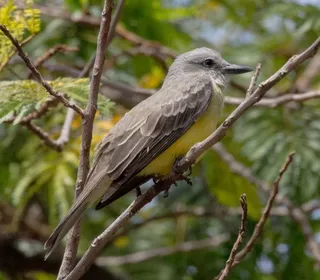 Photo 20/30 of Eastern Kingbird (Tyrannus tyrannus)