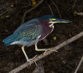 Photo 2/6 of Green Heron (Butorides virescens)