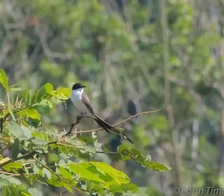 Photo 26/30 of Eastern Kingbird (Tyrannus tyrannus)