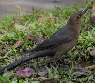 Photo 4/8 of Great-tailed Grackle (Quiscalus mexicanus)