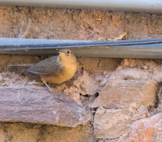 Photo 20/28 of Northern House Wren (Troglodytes aedon)