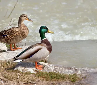 Photo 1/30 of Mallard (Anas platyrhynchos)