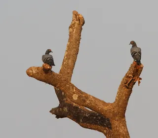 Photo 9/11 of Rock Pigeon (Columba livia)