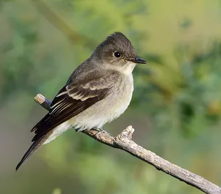 Photo 1/5 of Western Wood-Pewee (Contopus sordidulus)