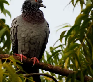 Photo 11/11 of Rock Pigeon (Columba livia)