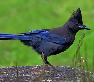 Photo 7/12 of Steller's Jay (Cyanocitta stelleri)