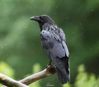 Photo 2/10 of Common Raven (Corvus corax)