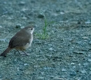 Photo 16/28 of Northern House Wren (Troglodytes aedon)