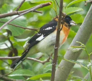 Photo 2/2 of Rose-breasted Grosbeak (Pheucticus ludovicianus)