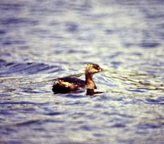 Photo 5/5 of Pied-billed Grebe (Podilymbus podiceps)