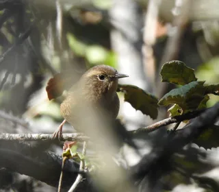 Photo 26/28 of Northern House Wren (Troglodytes aedon)