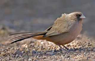 Photo of Abert's Towhee (Melozone aberti)