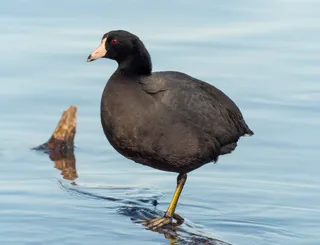 Photo of American Coot (Fulica americana)
