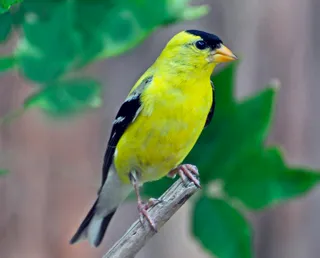 Photo of American Goldfinch (Spinus tristis)