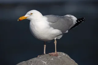 Photo of American Herring Gull (Larus smithsonianus)