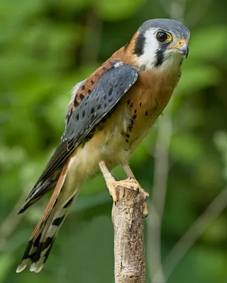 Photo of American Kestrel (Falco sparverius)
